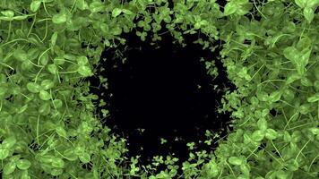 st patrick day animated Clover transition with alpha channel video