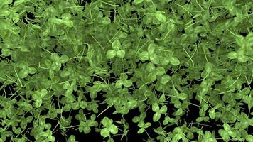 st patrick day animated Clover transition with alpha channel video