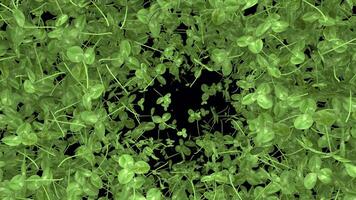 st patrick day animated Clover transition with alpha channel video