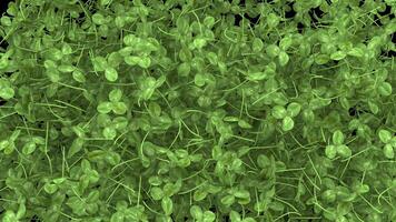 st patrick day animated Clover transition with alpha channel video