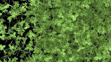 st patrick day animated Clover transition with alpha channel video