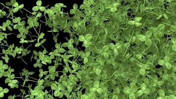 st patrick day animated Clover transition with alpha channel video