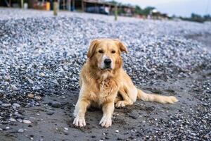 adorable de pura raza dorado perdiguero perro tendido en playa de guijarros y arena foto