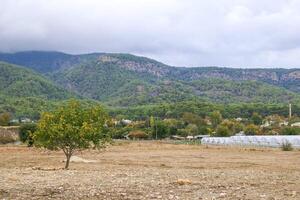 Lonely tree in vast vacant land with towering mountain view and cloudy sky photo