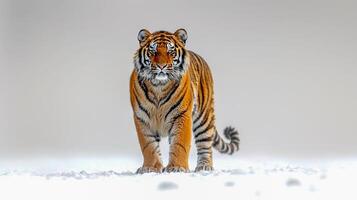 AI generated Panthera tigris on white background , AI generated photo