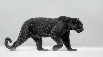 AI generated Black panther on white background, AI generated photo