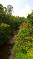 fpv de femme les pratiques yoga par le rivière dans tropical forêt tropicale, Thaïlande video