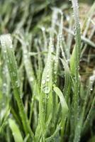 Wet grass in the forest photo