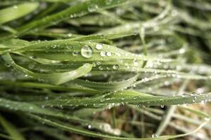 Wet grass in the forest photo