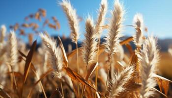 AI generated Golden wheat fields in the summer, ripe for harvesting generated by AI photo