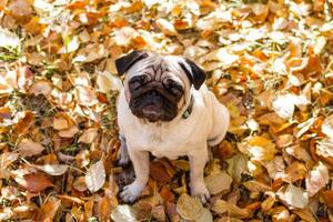 Portrait of a pug dog sitting in the autumn park on yellow leaves against the background of trees and autumn forest. photo