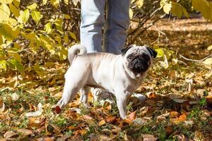 Beige pug dog walking with its owner on the leaves in autumn. photo