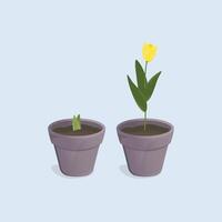 Vector image of tulips in a pot. Plant growing stages.