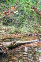 Small river flowing through a forest with fallen leaves and branches in autumn photo