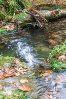 Small river flowing through a lush green forest with fallen autumn leaves on the banks photo