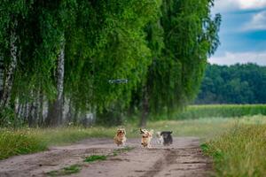 Small breed dog running outdoor. Happy walk of the dogs. Dog on nature background. Small breeds looking at the drone and attack him photo