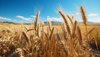 ai generado rural escena trigo granja, amarillo prado, maduro cebada, azul cielo generado por ai foto