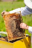 Male beekeeper is working with bees and beehives on the apiary. Frames of a bee hive. Apiary concept photo