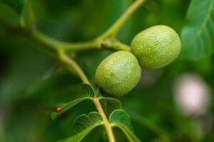 Green walnut fruits hanging on a branch with leaves. Walnut tree with three green nuts. Green walnut brunch with unripe fruits in the garden. photo