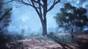 Serene Foggy Forest With Abundant Australian Bush video