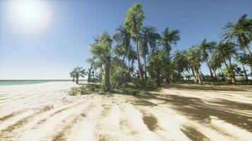 A sandy beach with palm trees and the ocean in the background video