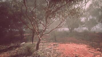 brumeux forêt avec des arbres et saleté dans australien buisson video