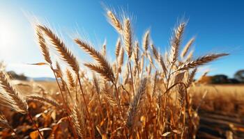 AI generated Golden wheat fields in the rural landscape, ripe for harvesting generated by AI photo