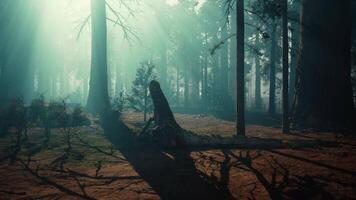 secoya bosque, imponente arboles en un lozano bosque video