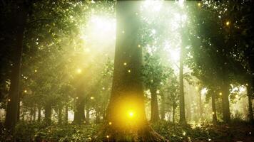 un bosque lleno con un montón de arboles y luces video