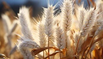 AI generated Rural scene  yellow wheat plant grows, nature healthy harvest generated by AI photo