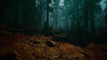 sequoia skog, majestätisk träd och oländig stenar video