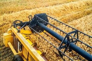 Yellow grain harvesting combine in a sunny day. Yellow field with grain. Agricultural technic works in field. Closeup photo