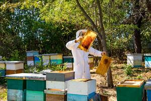 Beekeeper works with honeycomb full of bees. Man in protective uniform is working on a small apiary farm, getting honeycomb from the wooden beehive. Apiculture. photo