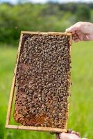 Wooden honey frame holding in hands. Beekeeper holding a honeycomb full of bees. Cropped view photo