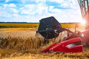 Harvesting machinery detail while working in the field. Process of gathering ripe crop from the fields. Agricultural technic in field. Special technic in action. Cropped shot. Closeup photo