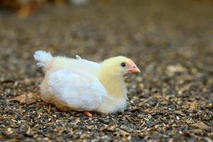 Close up tiny yellow chick walking on the meadow. Small tiny cute chicks farming organic. photo