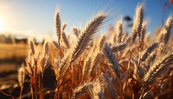 AI generated Rural scene  yellow wheat growth, ripe barley, vibrant autumn meadow generated by AI photo