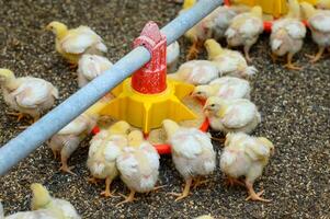 Funny newborn chicks eating grain. Cute tiny yellow chicks walking on the ground. photo