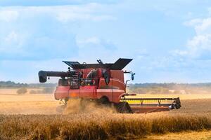 Process of gathering ripe crop from the fields. agricultural technic in field. Special technic in action. Heavy machinery concrpt photo