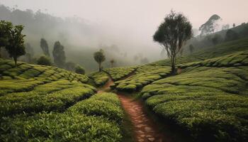 AI generated Fresh green tea leaves grow on terraced fields in the mountains generated by AI photo