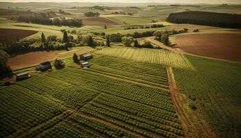 AI generated Tranquil vineyard, rolling landscape, sun kissed grapes, autumn harvest beauty generated by AI photo