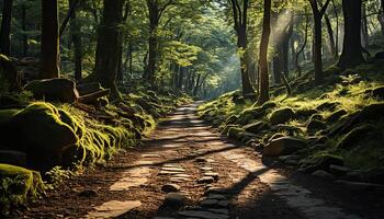 AI generated Tranquil forest path reveals nature beauty in autumn sunlight generated by AI photo