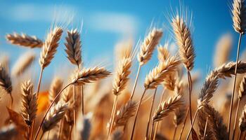 AI generated Rural scene wheat, farm, growth, outdoors, yellow, close up, cereal plant, ripe, meadow generated by AI photo