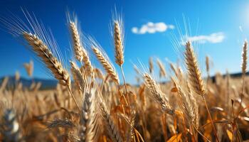 AI generated Rural farm landscape yellow wheat, ripe barley, vibrant nature generated by AI photo