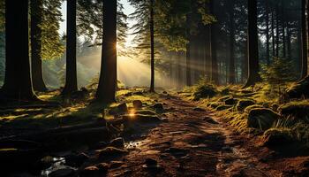 ai generado tranquilo otoño bosque, misterioso niebla, luz de sol mediante árbol ramas generado por ai foto