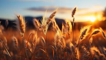ai generado vibrante puesta de sol siluetas trigo, prado, y naturaleza belleza generado por ai foto