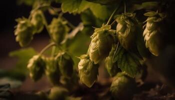 AI generated Fresh organic plant growth in nature, close up of ripe hop generated by AI photo