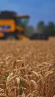 Dry wheat spikelets in the field with wildflowers among them. Yellow harvesting machine cutting crops at the backdrop in blur. Vertical video