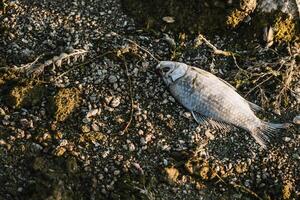 Dead crucian on gravel beach. Water pollution concept, Save the planet concept. Protect the nature. Closeup. photo
