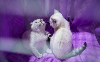 White kittens. Cute funny kittens in a cage photo